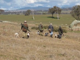 Spaniel field trial